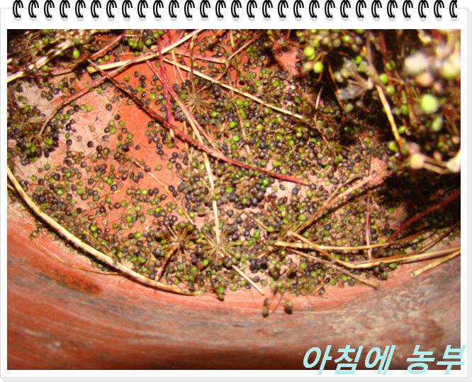 엄나무농원 이미지