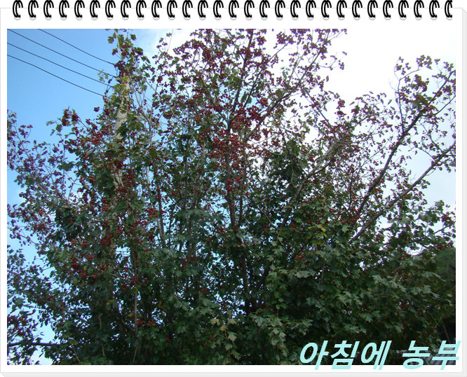 엄나무농원 이미지