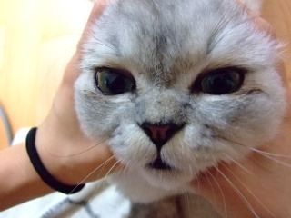 페코 이미지